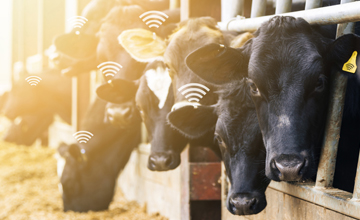 基于 LoRa 的智能农业肉牛健康追踪器