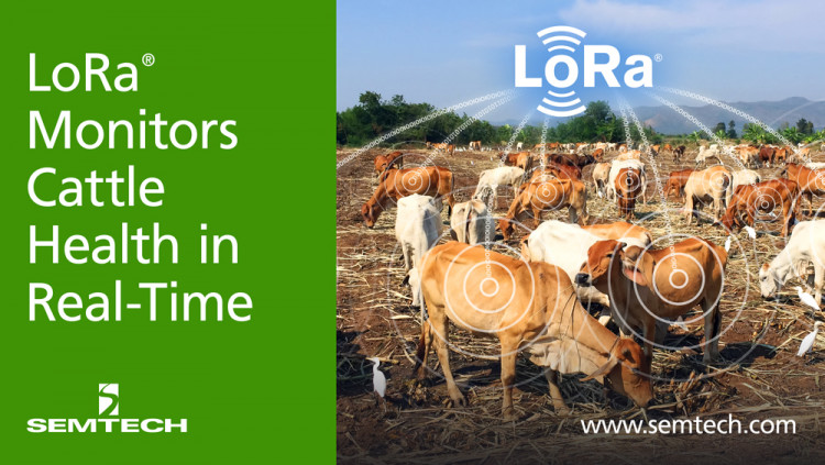 Semtech’s LoRa Technology Monitors Cattle Health in Real-Time