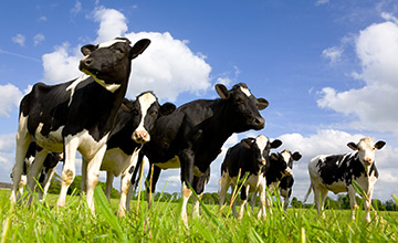 LoRaWAN 支持智能农业和精准动物生产